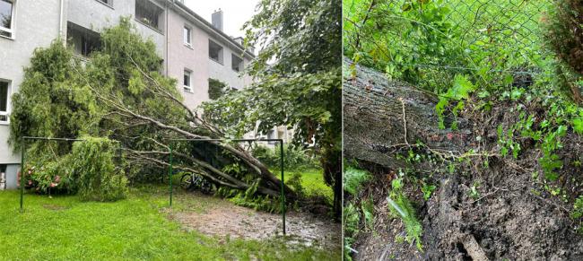 Fallen tree